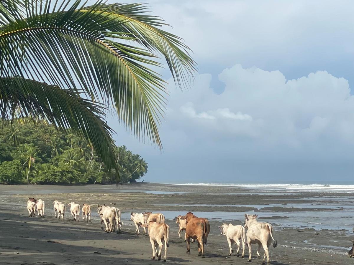Brahman Bungalows On Pavones Point Exteriér fotografie